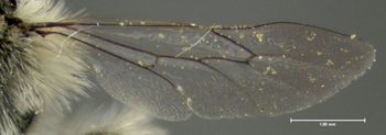Media type: image;   Entomology 610866 Aspect: hind wing